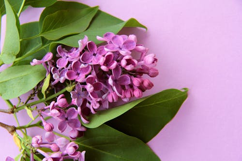 Free stock photo of fialová, květiny, pozadí