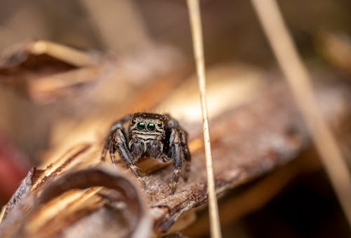 evarcha, salticidae, 不均勻的 的 免費圖庫相片