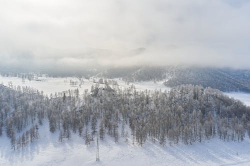 Snowy coniferous forest against cloudy sky in winter