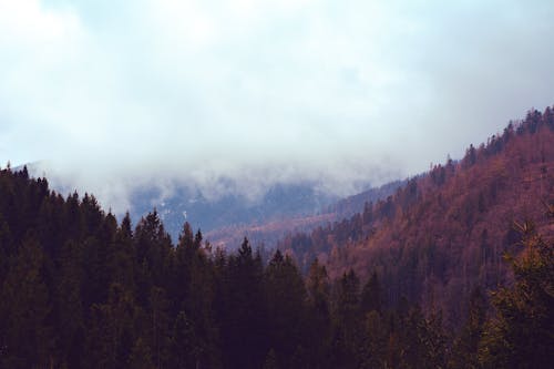 Безкоштовне стокове фото на тему «авантюрист, вид на ліс, гірське село»
