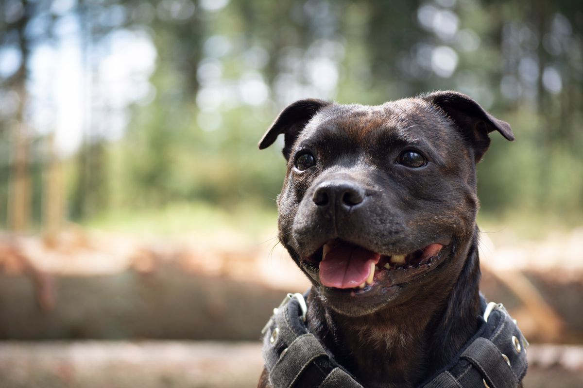 Staffordshire bullterrier – hundras