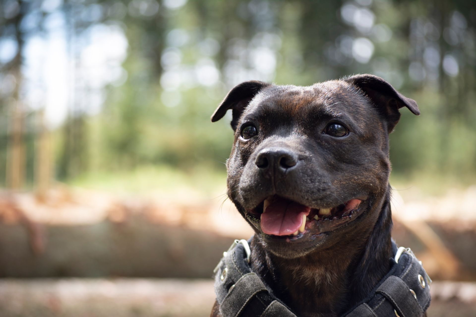 A Staffordshire Bull Terrier