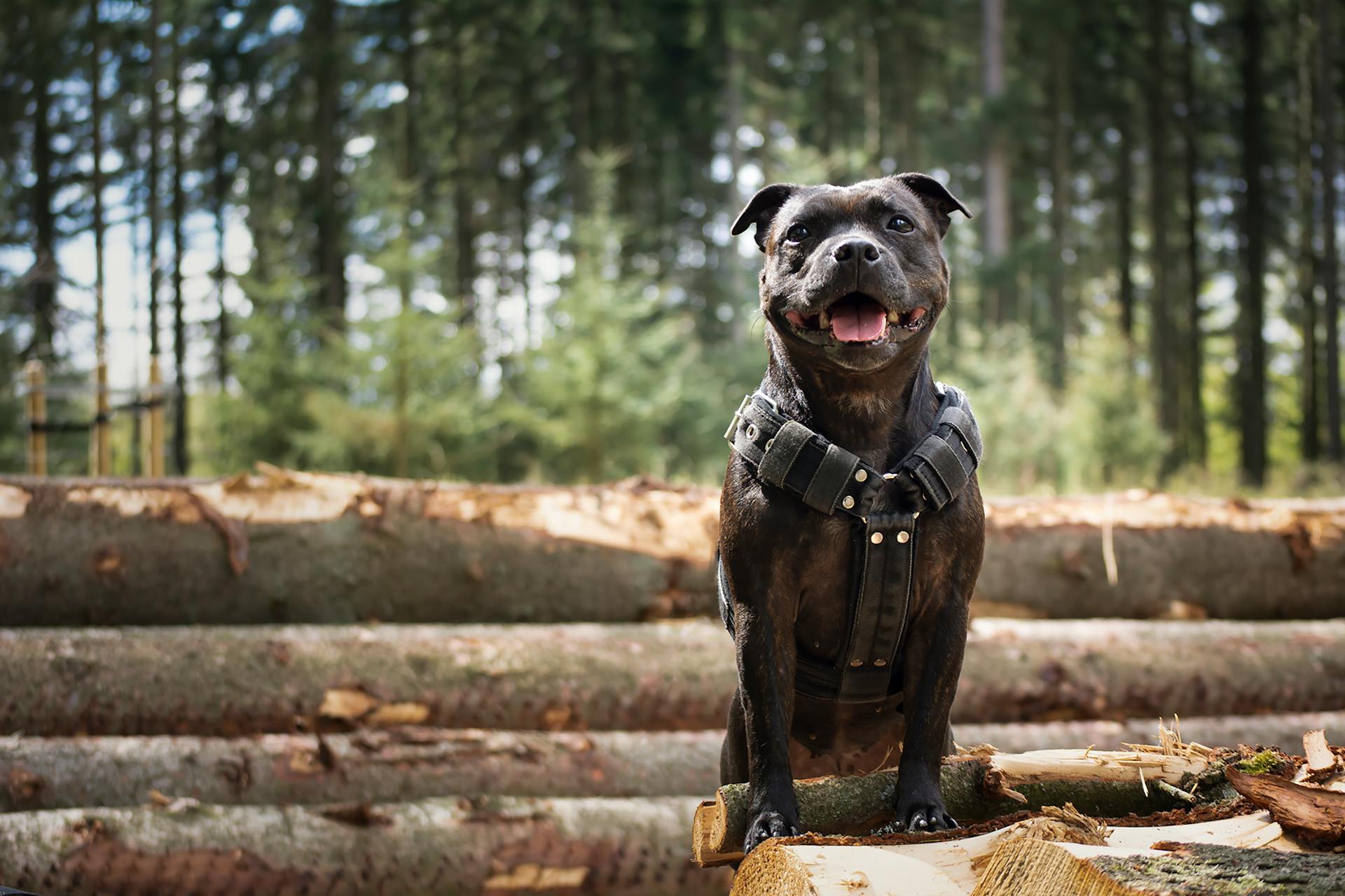 Black Bulldog resting on tree trunks in countryside