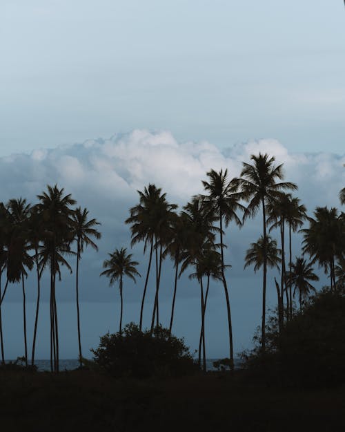 Silhouette of Trees Near the Ocean