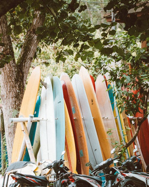 Colorful Surfboards Near the Green Tree