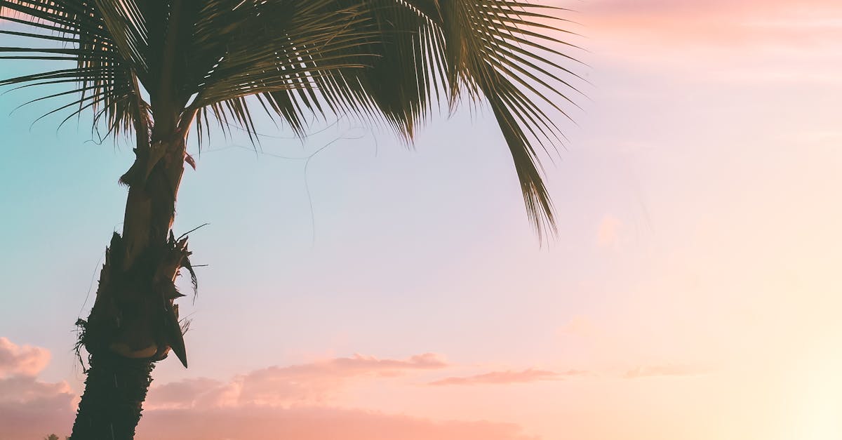 Photo by Jess Loiterton A tranquil sunset at Pupukea Beach, Hawaii with a lone fisherman under a palm tree.
