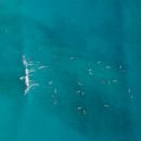 从鸟瞰视角捕捉到夏威夷威基基碧绿海水中充满活力的冲浪者