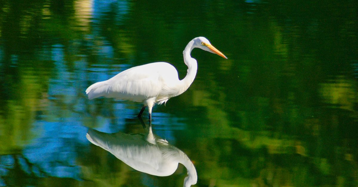 A graceful egret stands calmly in a lake, reflecting in the water, showcasing nature's harmony.