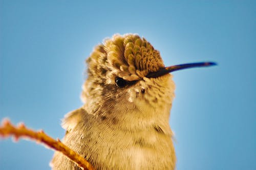 Foto d'estoc gratuïta de animal, colibrí, fons blau