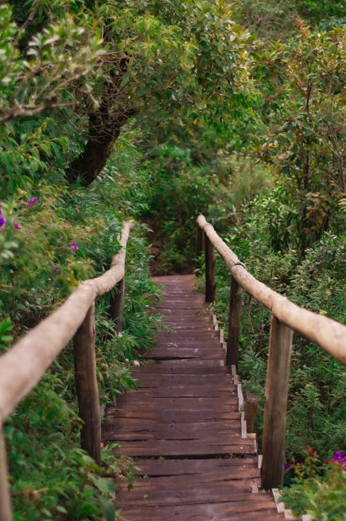 Narrow suspension bridge between lush green trees