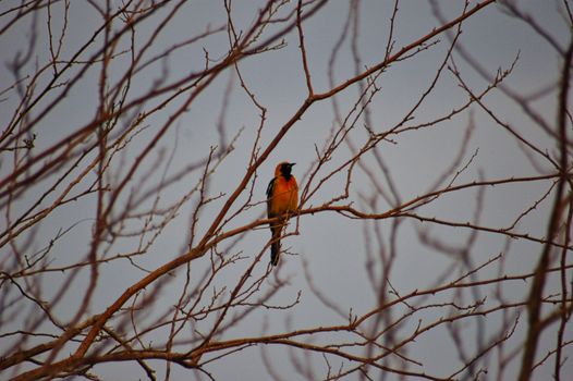 Colorful bird resting on dry tree twig