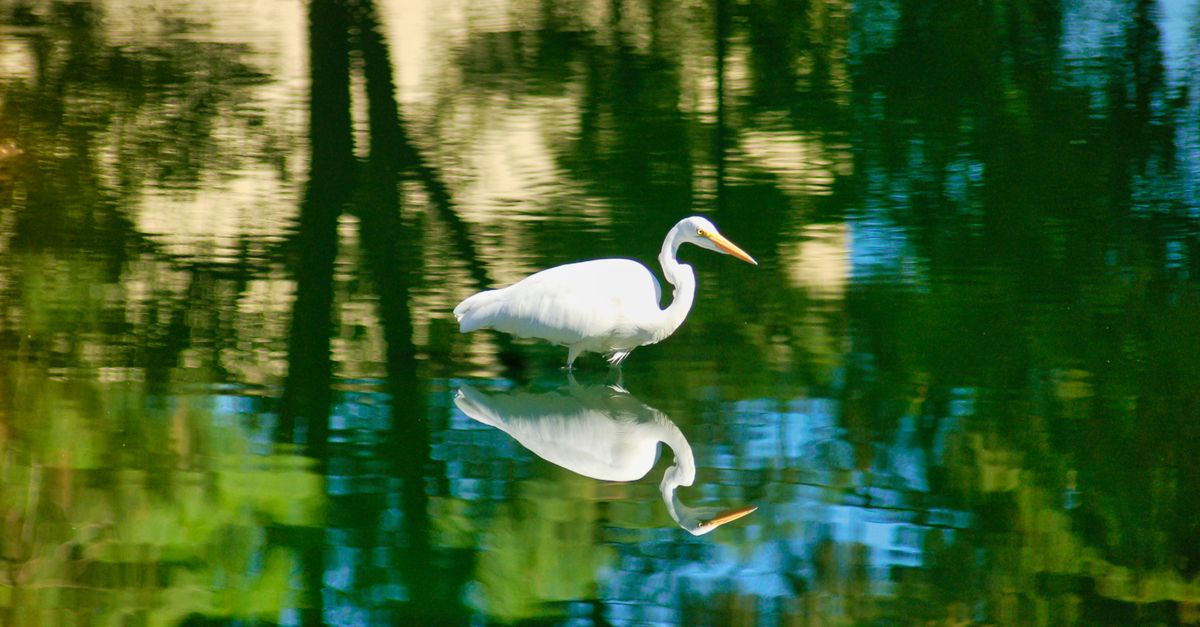 A graceful egret stands in a serene lake, creating a stunning reflection in Loma Linda, CA.