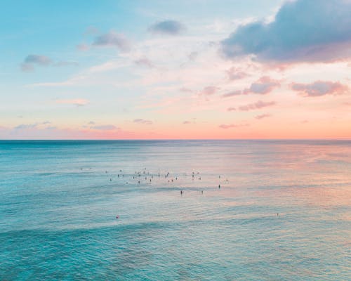 Birds Flying over the Sea