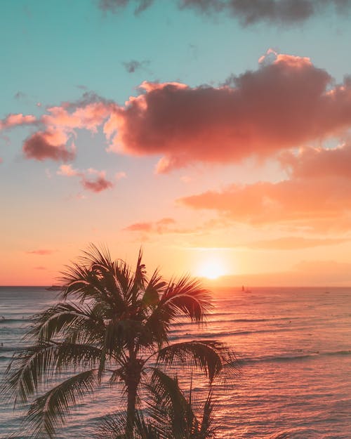 Free Palm Tree Near Body of Water during Sunset Stock Photo