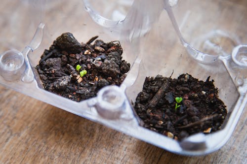 Free Seedling on the Plastic Tray Stock Photo