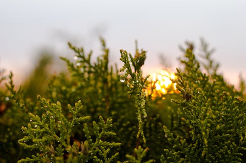 Základová fotografie zdarma na téma barva, příroda, přírodní fotografie