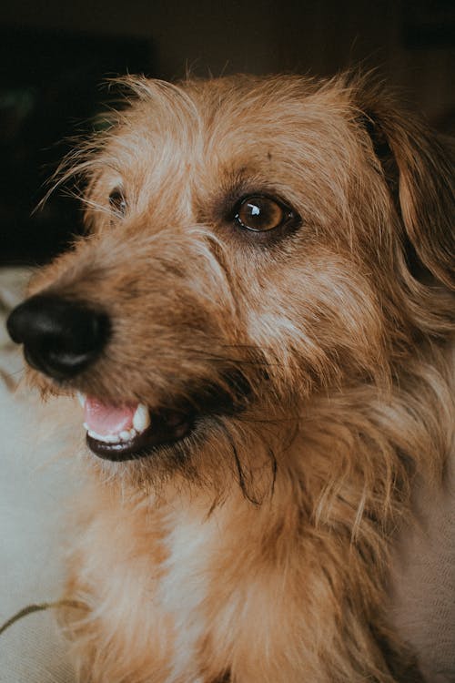 Close-Up Photo of an Adorable Dog with Brown Fur