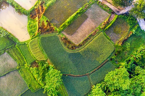 Foto profissional grátis de arrozal, campo verde, chácara