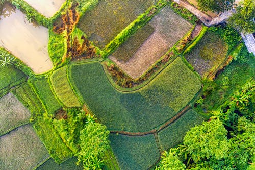 คลังภาพถ่ายฟรี ของ ชนบท, ทุ่งข้าว, ทุ่งสีเขียว