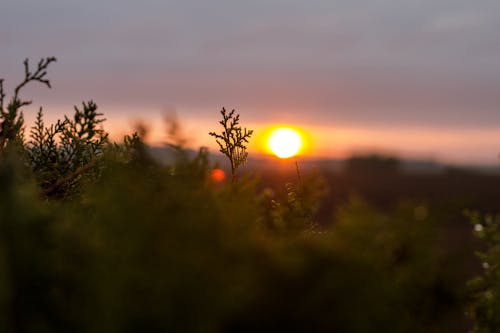 Free stock photo of color, nature, nature photography