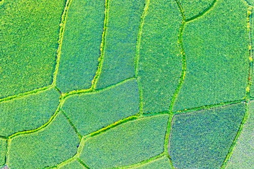 Aerial Photography of a Green Paddy Field