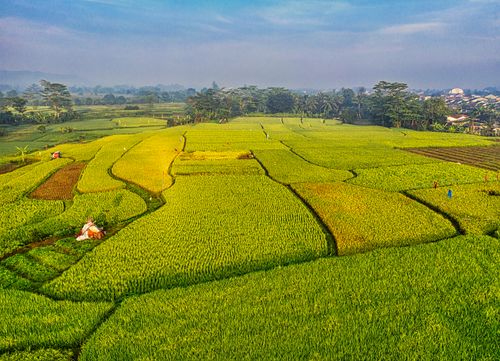 Free Breathtaking aerial view of vibrant paddy fields in West Java, Indonesia under a blue sky. Stock Photo