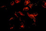 在黑暗背景的映衬下，迷人的红色水母熠熠生辉，尽显海洋之美