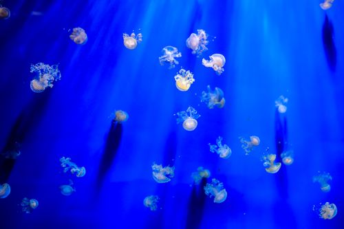 Free Captivating image of translucent jellyfish gracefully moving in deep blue waters. Stock Photo