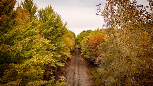 무료 가을, 가을 분위기 숲, 나무의 무료 스톡 사진
