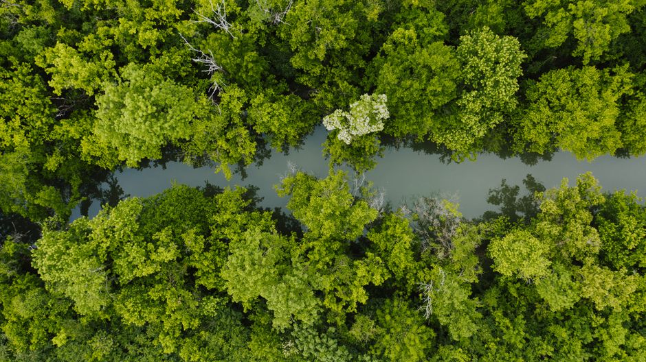 Best Extended Douglas Lake Region Tour by Helicopter Review: Soaring Over Tennessee's Hidden Gem Review 2026 - From above of green forest trees located near reflective river water in summer day
