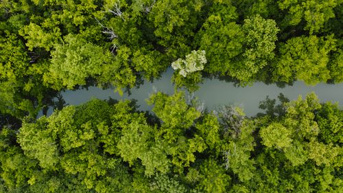 Free From above of green forest trees located near reflective river water in summer day Stock Photo