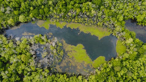 Immagine gratuita di acqua, aereo, albero