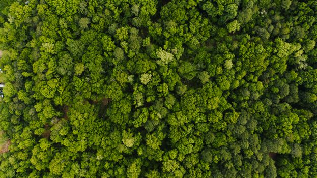 Drone top view of green thick forest with lush trees and foliage on clear summer day