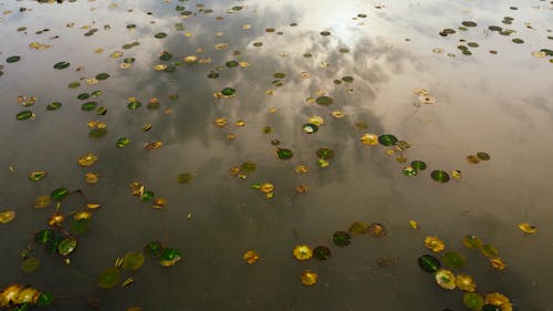 Free From above fallen green leaves floating on muddy slack river water surface reflecting cloudy sky Stock Photo