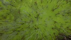 Leafless trees growing on wetland with green swamp water