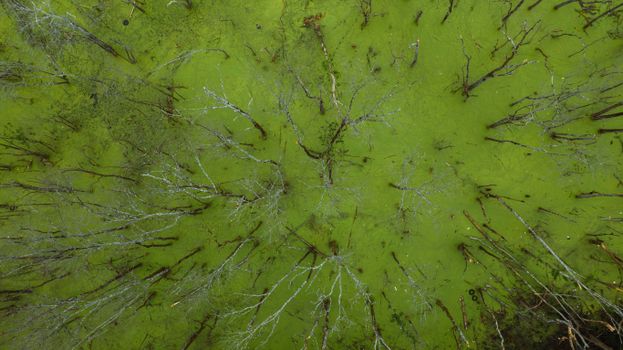 Leafless trees growing on wetland with green swamp water