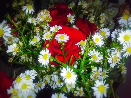 Бесплатное стоковое фото с красивые цветы, красные розы, цветы