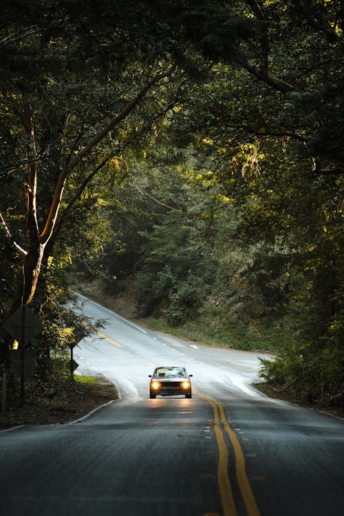 Car driving on road through tree arch