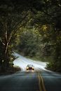 Car driving on road through tree arch