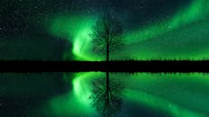 宁静的湖面上，一棵树的剪影倒映在水中，北极光在天空中绽放，令人惊叹