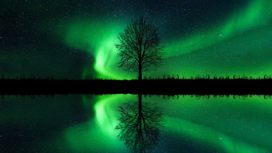 Stunning aurora borealis over a tranquil lake with a silhouetted tree reflecting on the water.