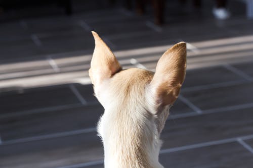 Free stock photo of animal, chihuahua, chiuaha