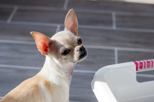 Free stock photo of chihuahua, cute, cute animals