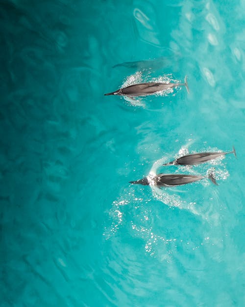 Ilmainen kuvapankkikuva tunnisteilla autuus, delfiinit, drooni Kuvapankkikuva