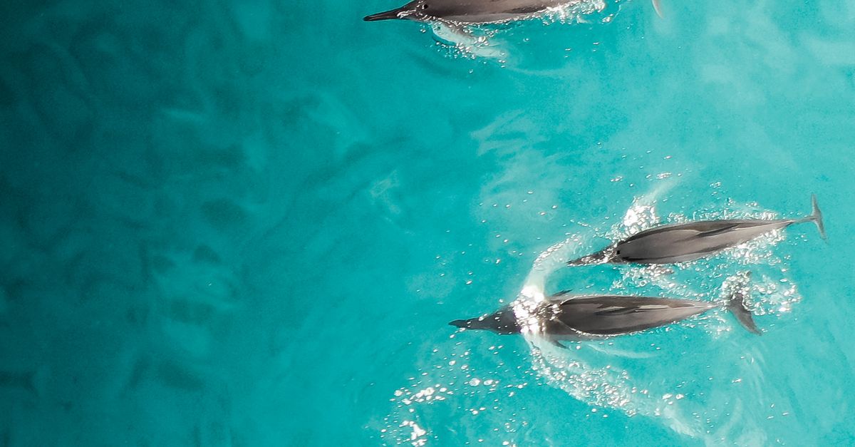 Photo by Jess Loiterton High-angle view of dolphins gliding through clear tropical waters in Hawaii, showcasing serene marine beauty.