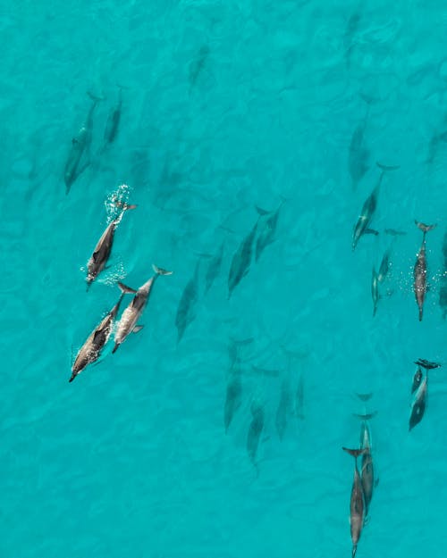 돌고래, 돌고래 꼬투리, 드론의 무료 스톡 사진