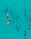 海豚群在清澈碧绿的海水中优雅地游泳，从上面捕捉到