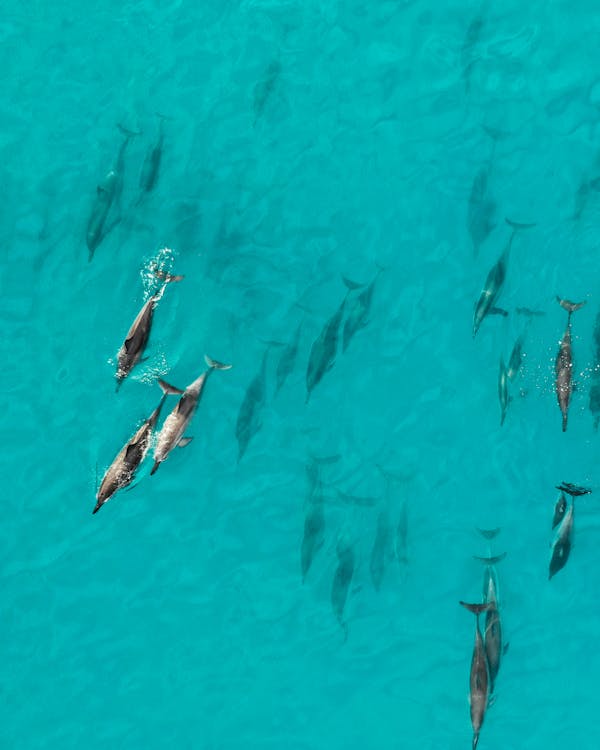 Immagine gratuita di acqua, alzavola, baccello delfino