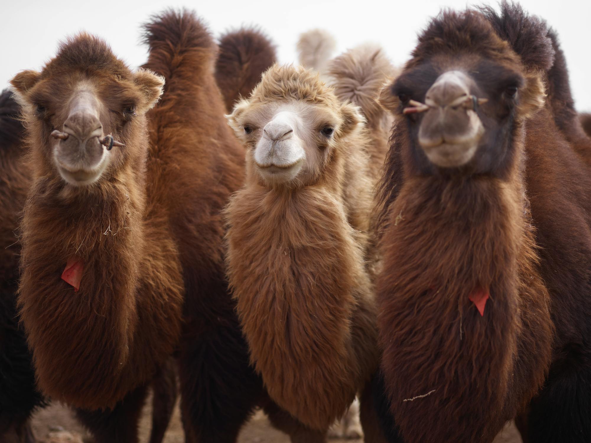 Herd Of Camels With Fluffy Necks Free Stock Photo Herd Of Camels With Fluffy Necks Free Stock Photo