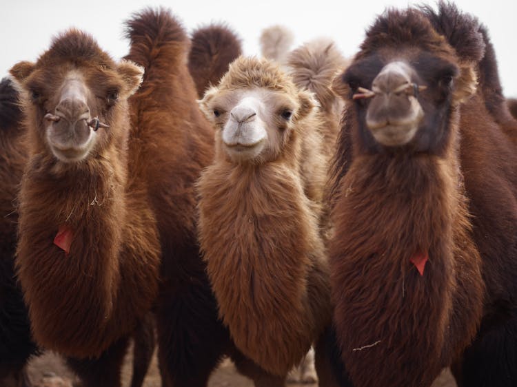 Herd Of Camels With Fluffy Necks